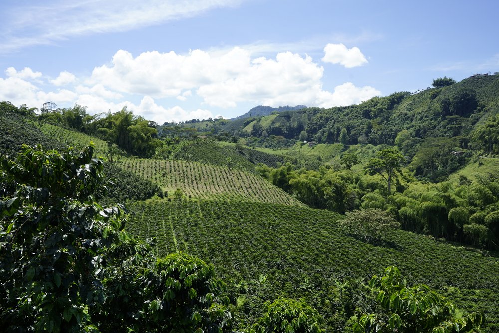 Coffee plantation on tour
