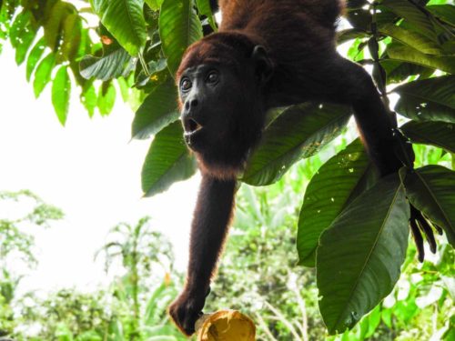 Wild Monkey hanging from tree - Animals - Nature - Amazon Jungle - Lulo Colombia Travel