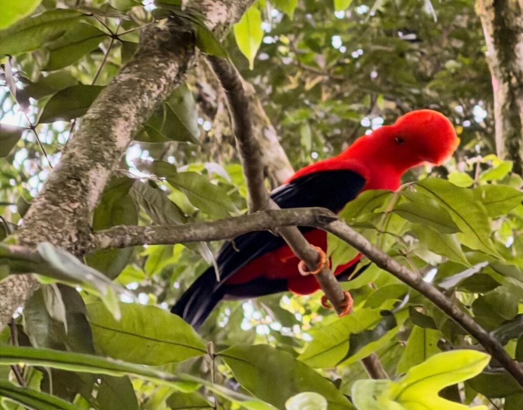 Andean cock of the rock in Jardin, Colombia