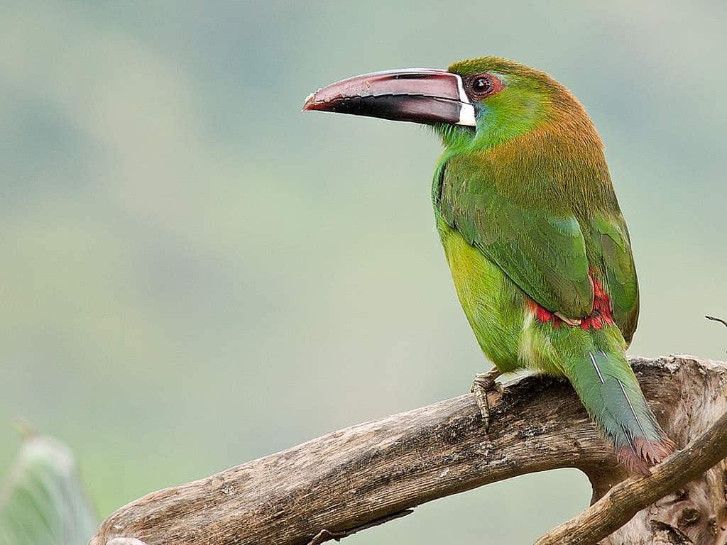 birding in colombia